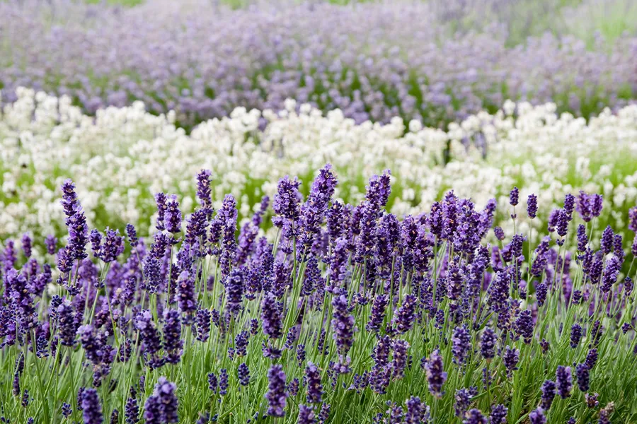 field of lavender