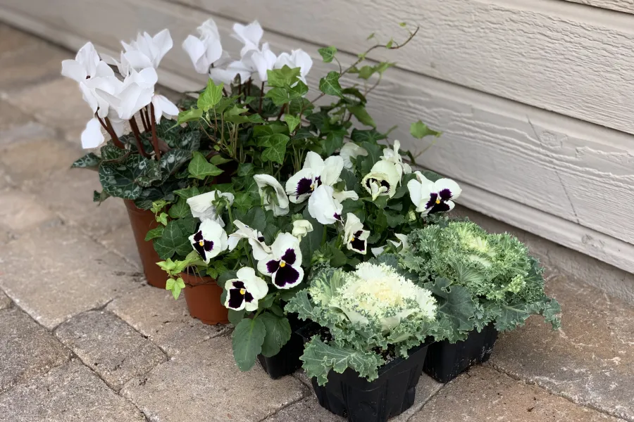 a close up of a flower garden