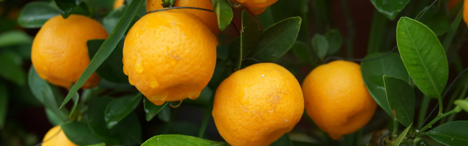 a group of oranges on a tree