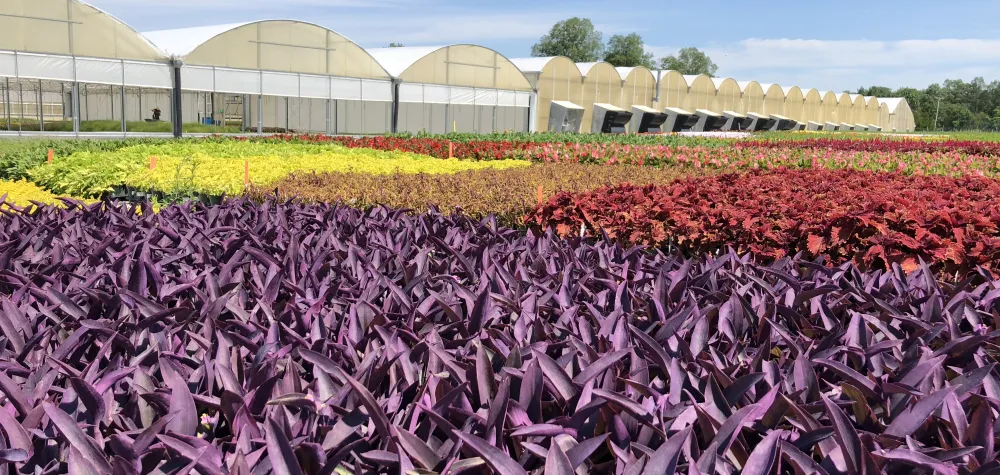 pike farms greenhouse