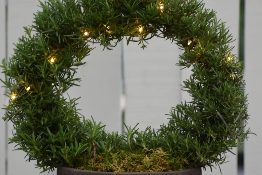 Neutral pot with rosemary ring topiary with lights