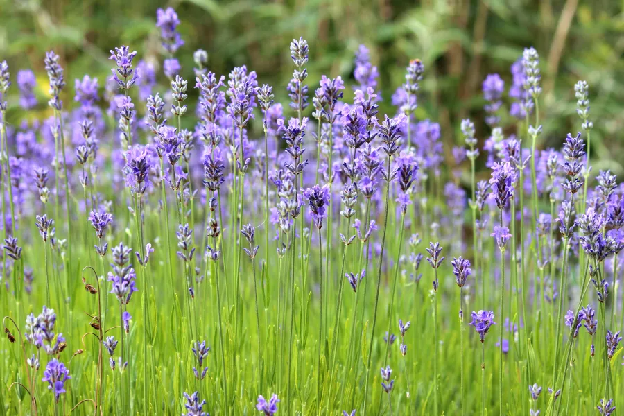 lavender in a garden