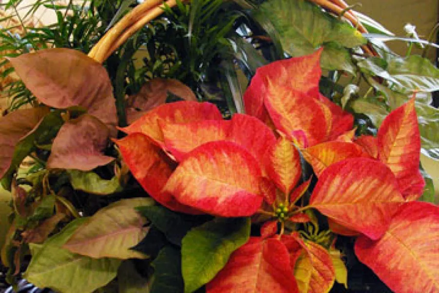 English Basket planted with a poinsettia, dracaena and pothos