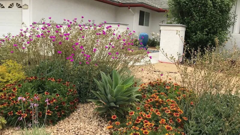 Drought tolerant front garden