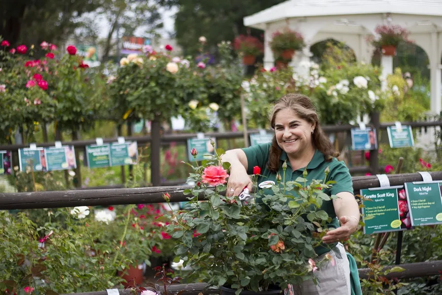 Armstrong Associate Pruning Armstrong Rose