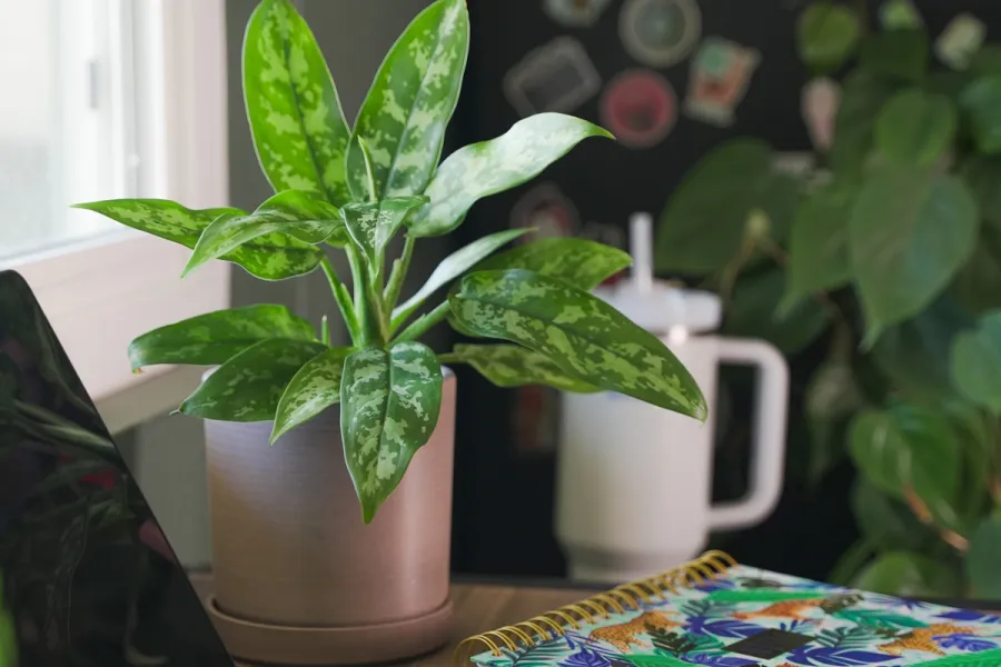 Aglaonema Maria Chinese Evergreen Plant