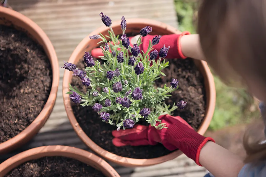 a person holding a pot of purple flowers