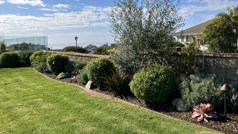 Well-maintained garden with green lawn, ornamental shrubs, and a clear blue sky above residential homes.