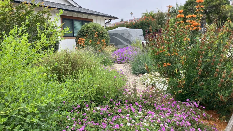 Front yard garden with vibrant purple, orange, and white blooms.