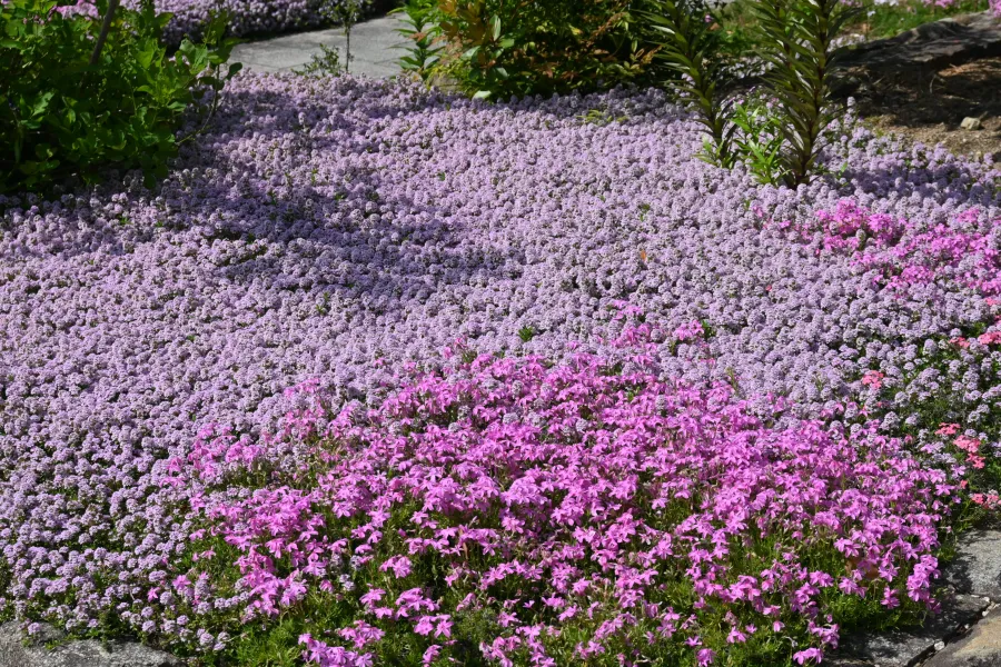 Ground cover plants with dense clusters of purple and pink flowers in a garden bed with stone borders.