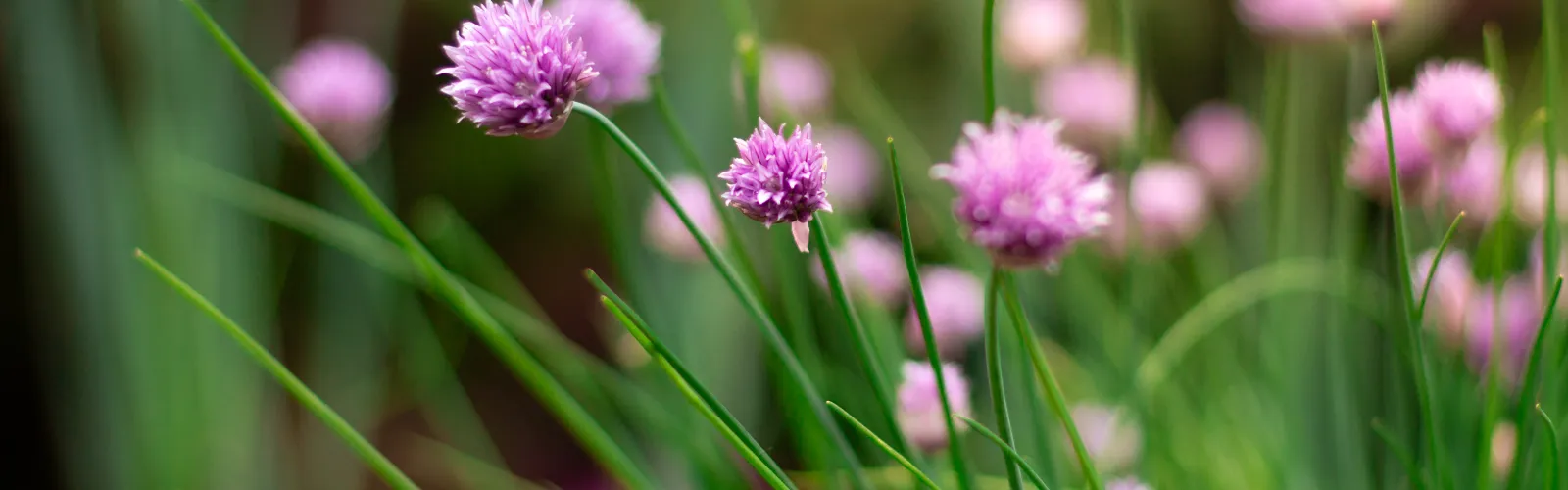 Close-up of blooming chive flowers with green stalks in a garden setting, soft focus background.