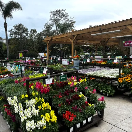 Outdoor nursery display with colorful flowering plants under wooden pergola on a cloudy day.