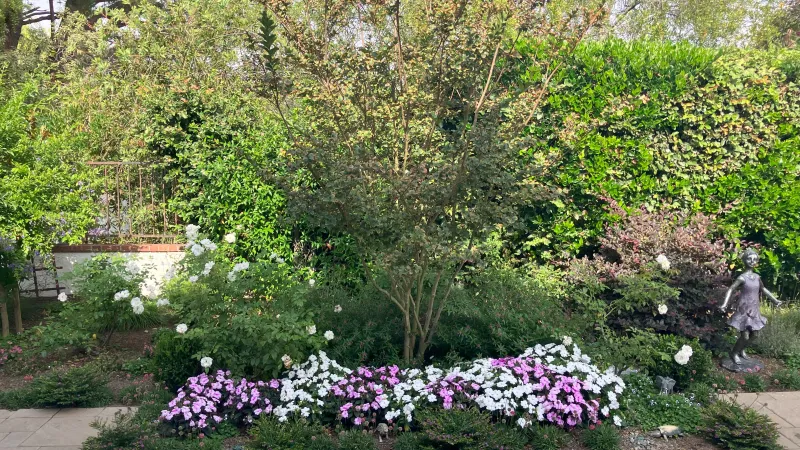 Colorful flower bed with pink and white blooms around a tree in a sunlit garden with green shrubs and a statue.