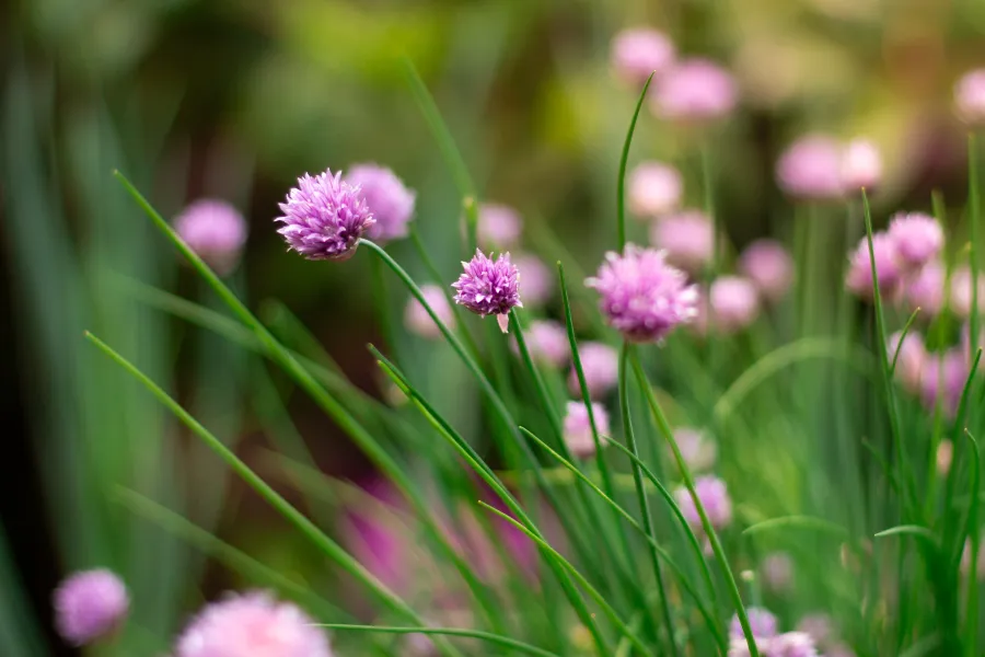 Close-up of purple chive flowers with green stems in a garden, softly blurred background in natural light.