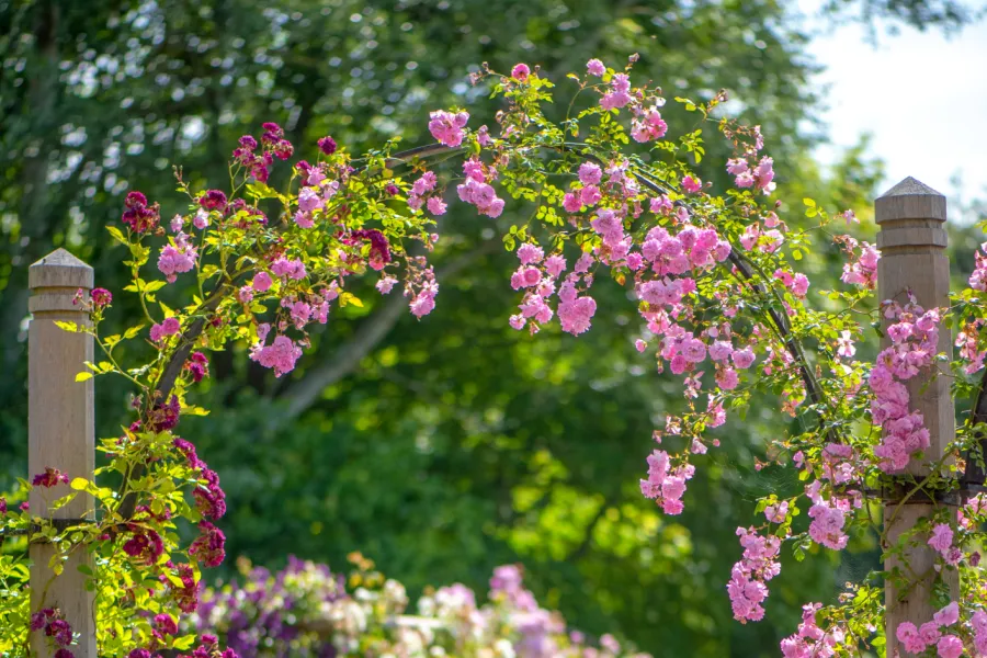 Red climbing rose on a wall