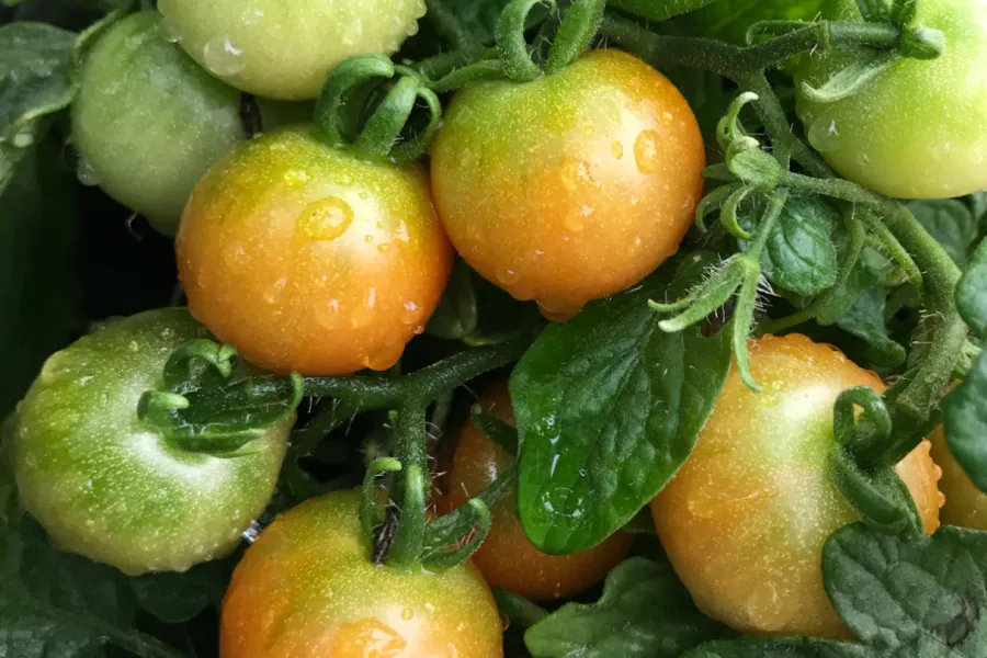 ripe yellow cherry tomatoes on tomato plant