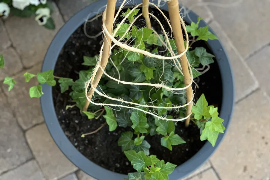 a vase of flowers on a table