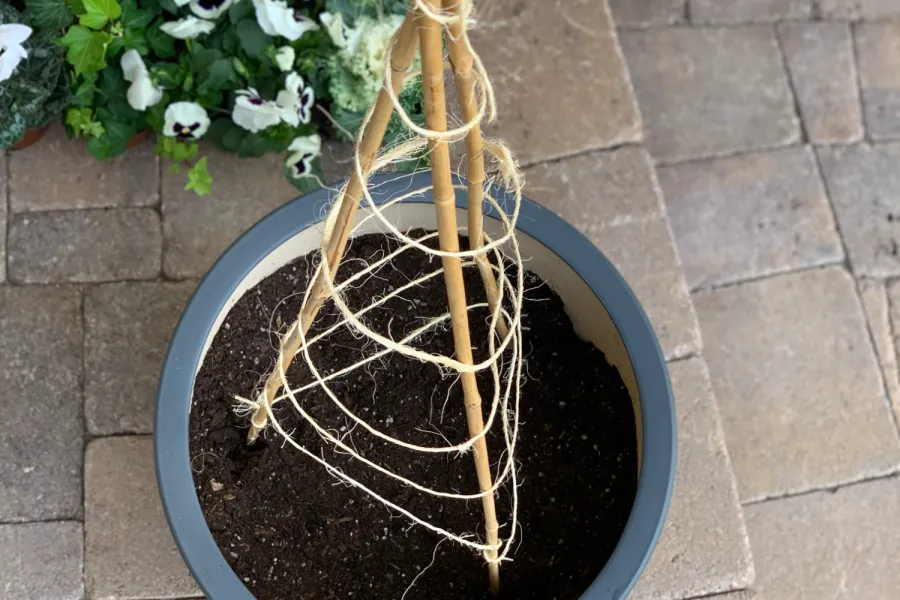 a vase of flowers on a table