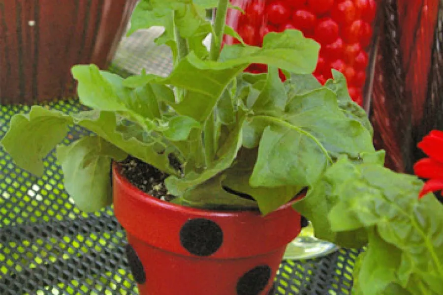 ladybug pot
