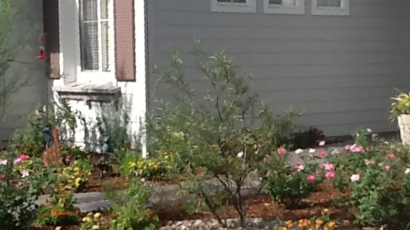 Colorful blooming roses surround this olive tree in the front landscape